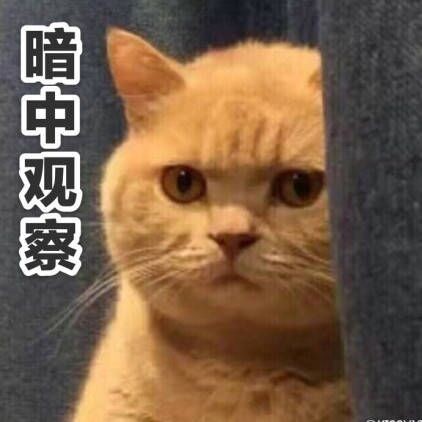 橘猫表情包