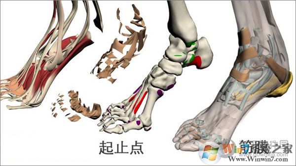 3dbody解剖下载