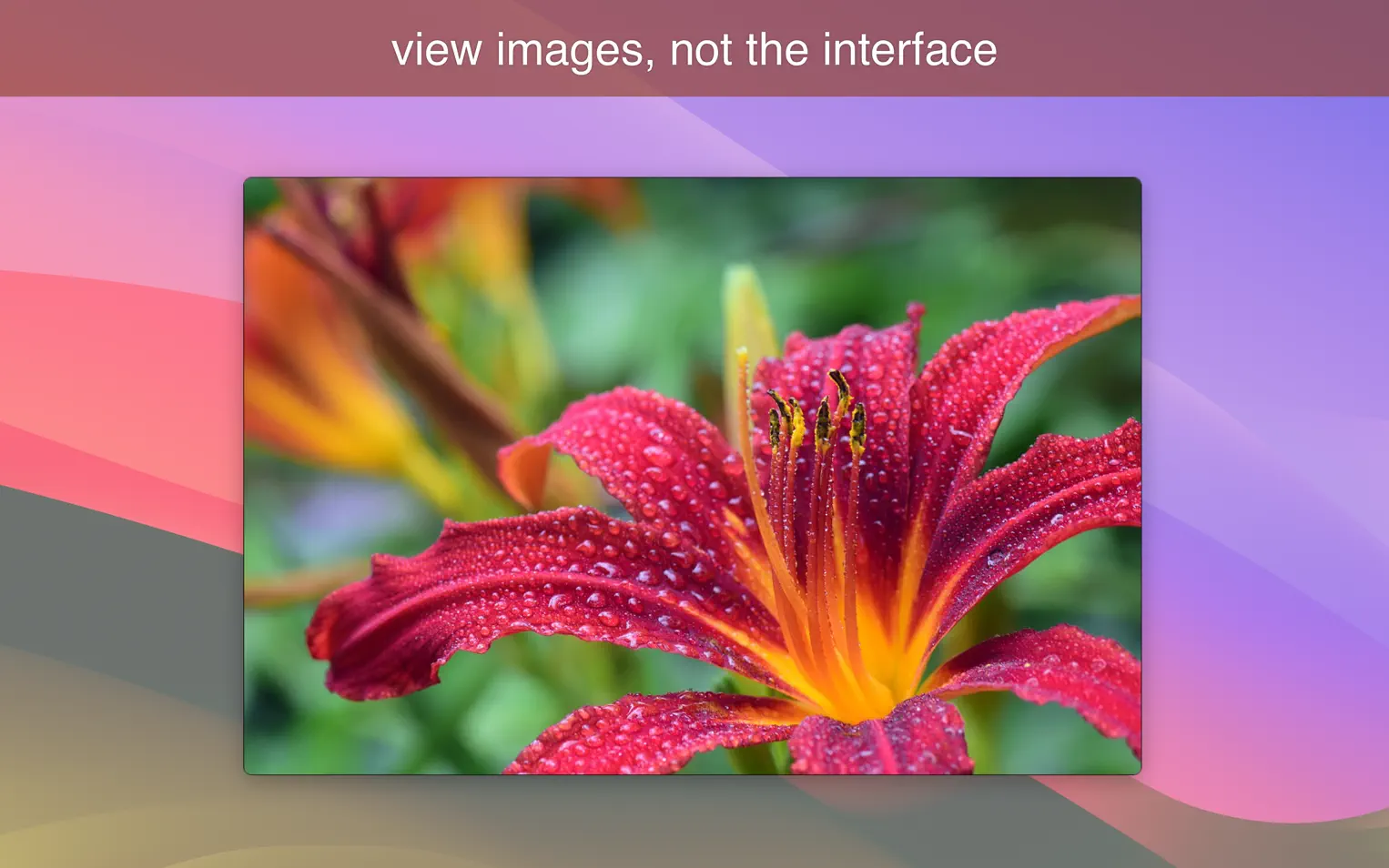 LilyView For Mac v1.6.0 图片查看工具