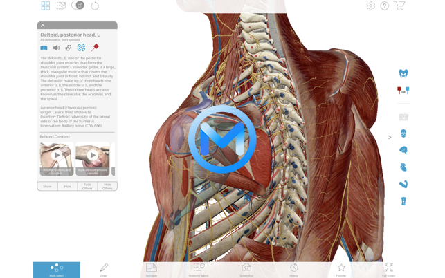 Muscle Premium For Mac v7.1.56 人体三维模型中文版PJ